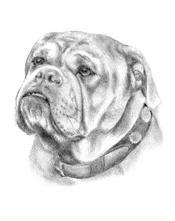 Portraitzeichnung Bulldogge
